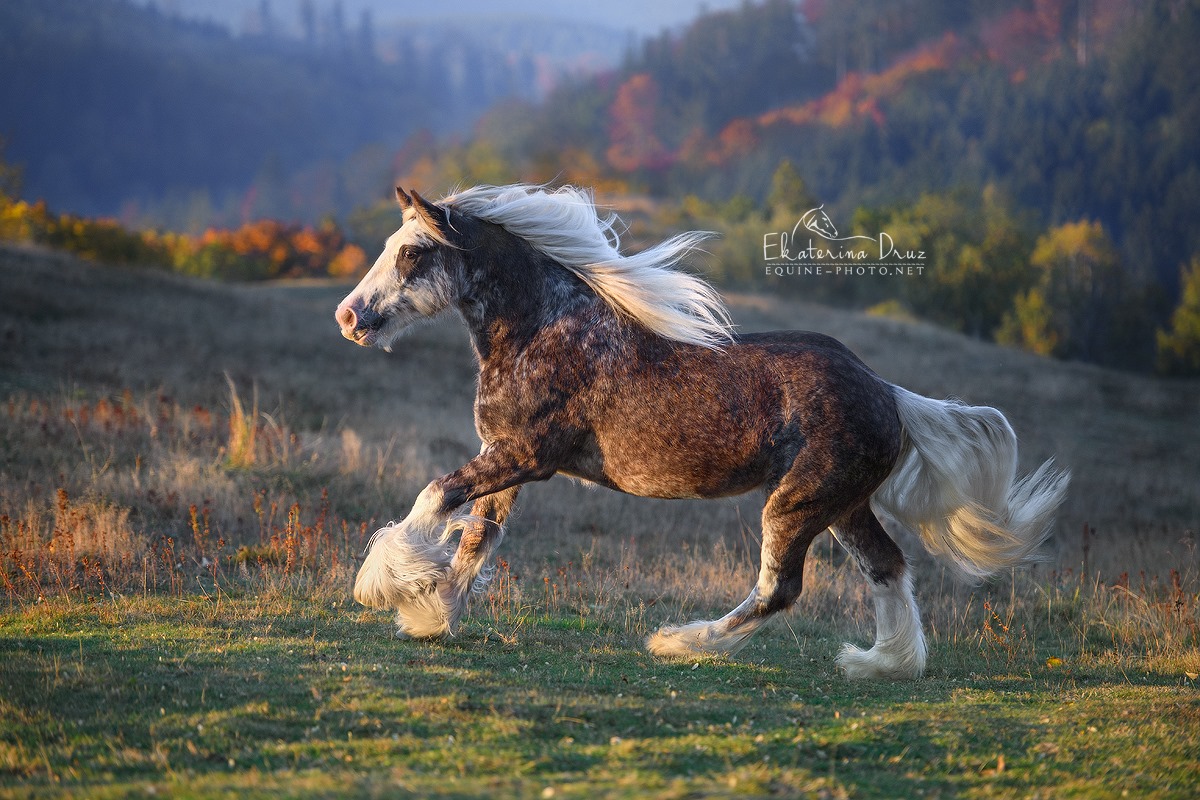 Ekaterina Druz Horse Photographer - Gypsy Horses of Podolin Stud